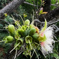 Careya arborea Roxb.